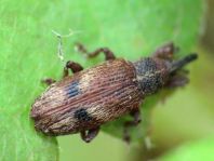 Bradybatus kellneri