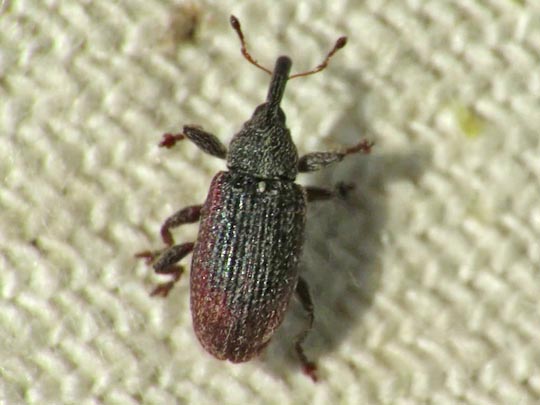 Bradybatus kellneri
