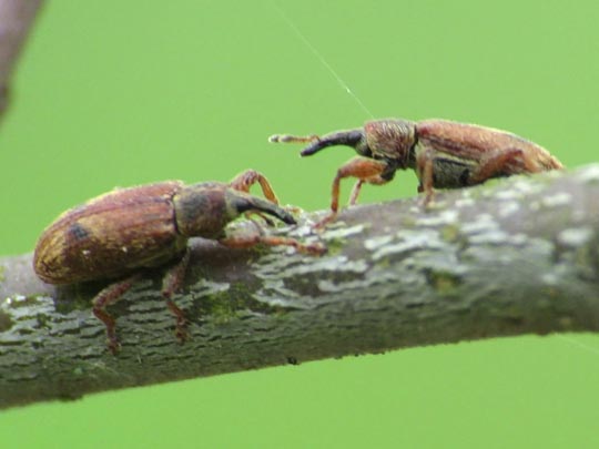 Bradybatus kellneri