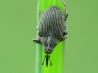 Ceutorhynchus obstrictus