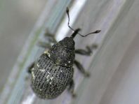 Ceutorhynchus constrictus