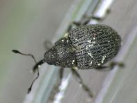 Ceutorhynchus constrictus