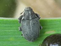 Ceutorhynchus obstrictus