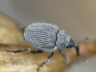 Ceutorhynchus sp.