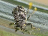 Ceutorhynchus floralis