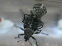 Ceutorhynchus floralis