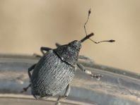 Ceutorhynchus napi