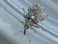 Ceutorhynchus pallidactylus
