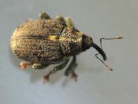 Ceutorhynchus pallidactylus