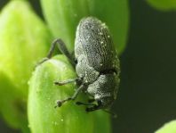 Ceutorhynchus obstrictus