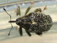 Ceutorhynchus pallidactylus