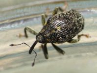 Ceutorhynchus pallidactylus