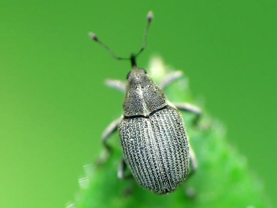 Ceutorhynchus obstrictus