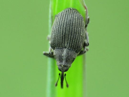 Ceutorhynchus obstrictus
