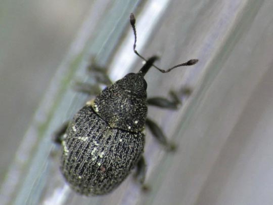 Ceutorhynchus obstrictus