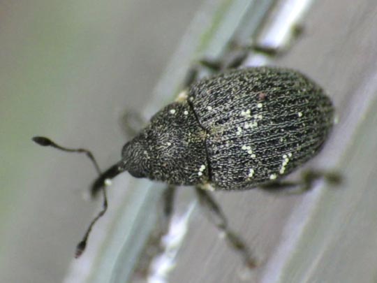 Ceutorhynchus obstrictus