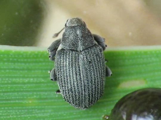 Ceutorhynchus obstrictus