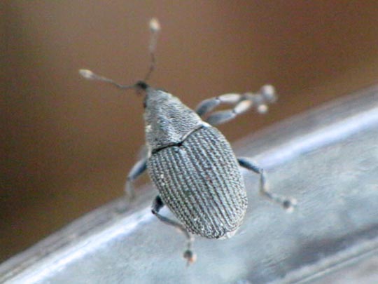Ceutorhynchus obstrictus
