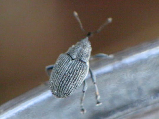 Ceutorhynchus obstrictus