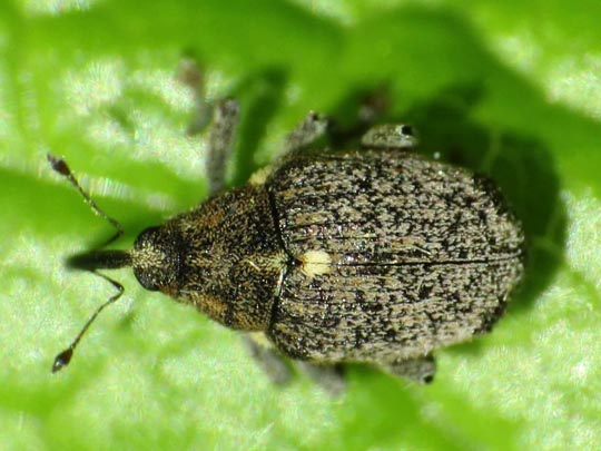 Ceutorhynchus pallidactylus