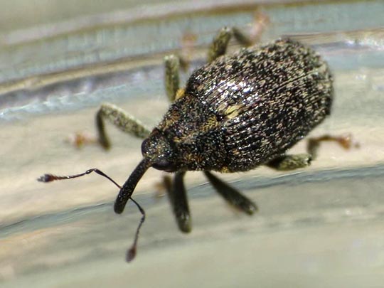 Ceutorhynchus pallidactylus