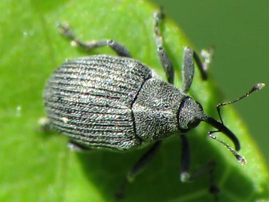 Ceutorhynchus sp.