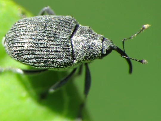 Ceutorhynchus sp.
