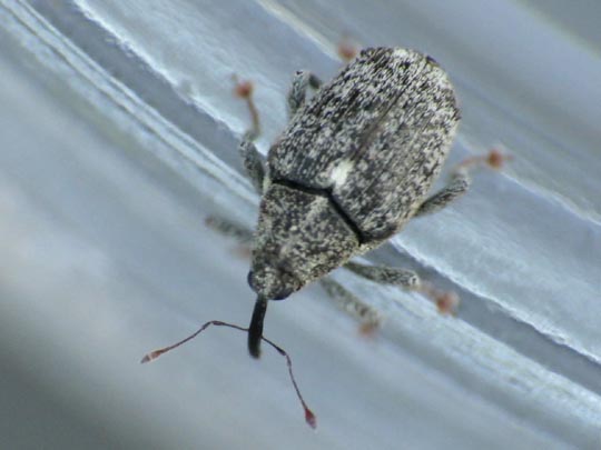 Ceutorhynchus pallidactylus
