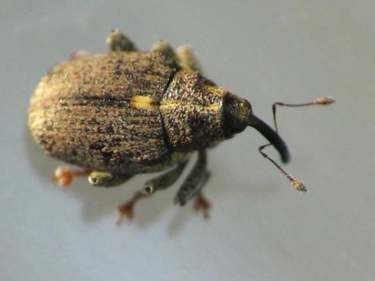 Ceutorhynchus pallidactylus