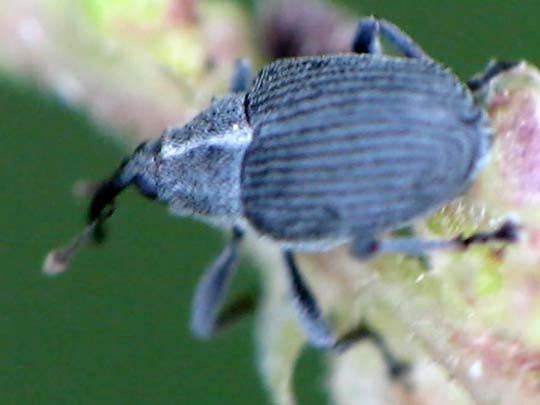 Ceutorhynchus sp.
