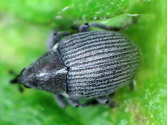 Ceutorhynchus sp.