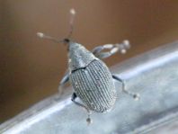 Ceutorhynchus obstrictus