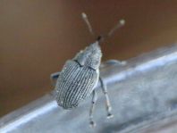 Ceutorhynchus obstrictus