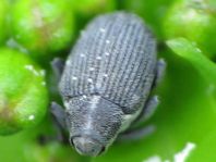 Ceutorhynchus sp.