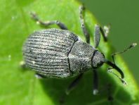 Ceutorhynchus sp.