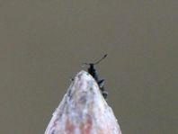 Ceutorhynchus sp.