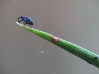 Ceutorhynchus sp.