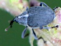 Ceutorhynchus sp.