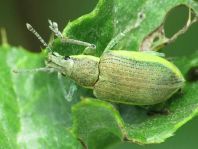 Chlorophanus viridis, Gelbrandrüssler