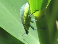 Chlorophanus viridis, Gelbrandrüssler