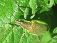 Chlorophanus viridis, Gelbrandrüssler