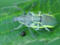Chlorophanus viridis, Gelbrandrüssler