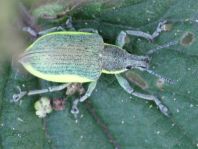 Chlorophanus viridis, Gelbrandrüssler