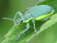 Chlorophanus viridis, Gelbrandrüssler