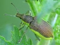Chlorophanus viridis, Gelbrandrüssler