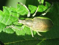 Chlorophanus viridis, Gelbrandrüssler