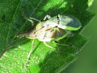 Chlorophanus viridis, Gelbrandrüssler
