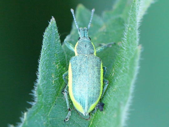 Chlorophanus viridis, Gelbrandrüssler