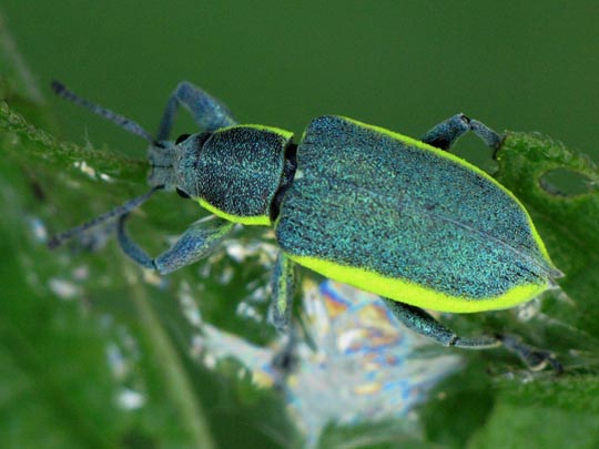 Chlorophanus viridis, Gelbrandrüssler