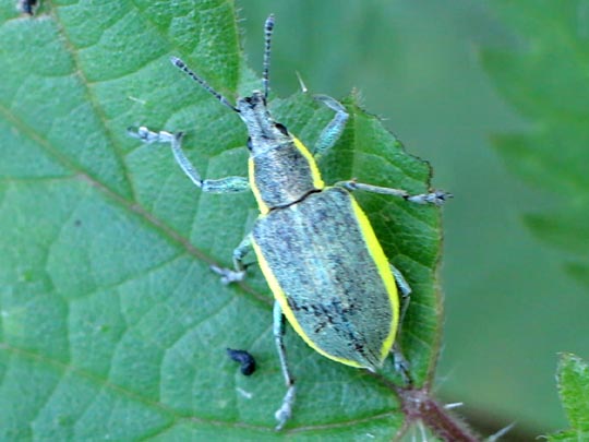 Chlorophanus viridis, Gelbrandrüssler
